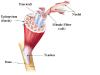 Physiology Of Muscle